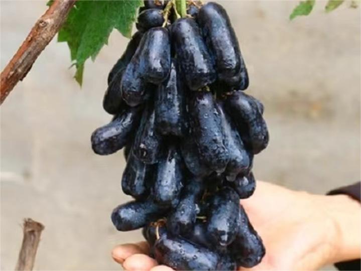 甜蜜蓝宝石