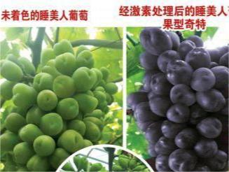 睡美人
